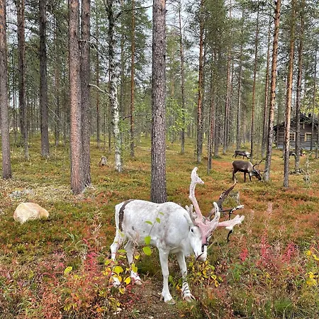 Апартаменты Levi - Really Peaceful And Quiet Area *