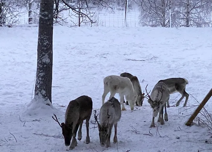Levi - Really Peaceful And Quiet Area Kittilä