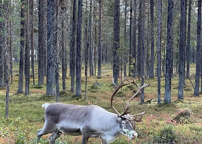 Διαμέρισμα Levi - Really Peaceful And Quiet Area Kittilä